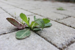 Here are some methods to use to ensure that your pavements remain weed free.